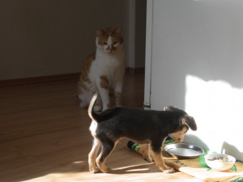 runci boy with dog