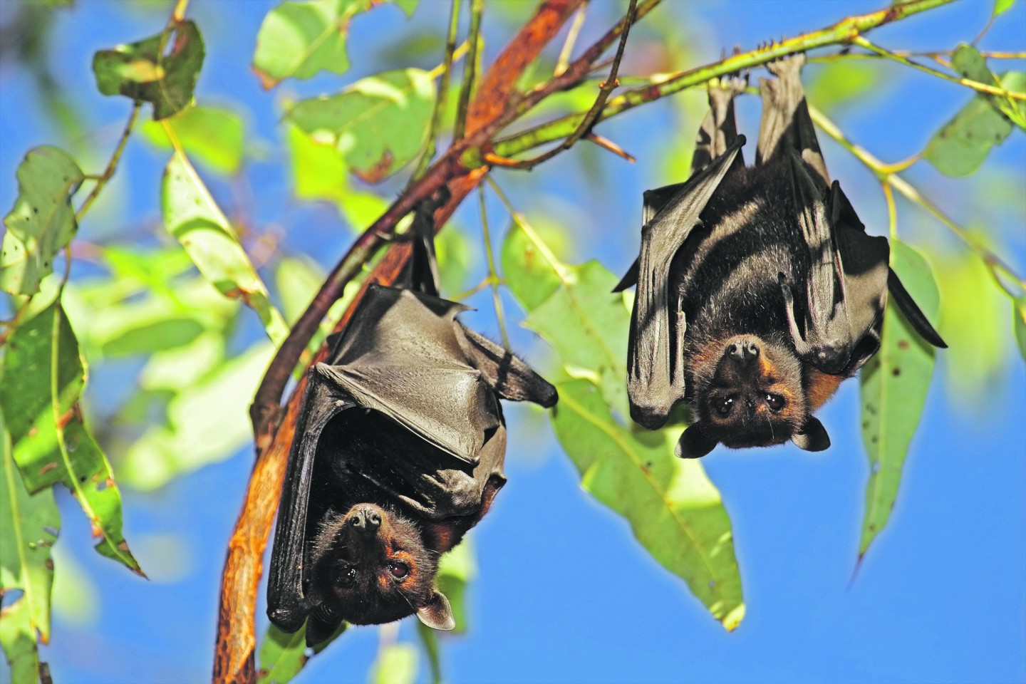 Ķemeru Nacionālais parks aicina izzināt neparasto nakts dzīvnieku – sikspārni