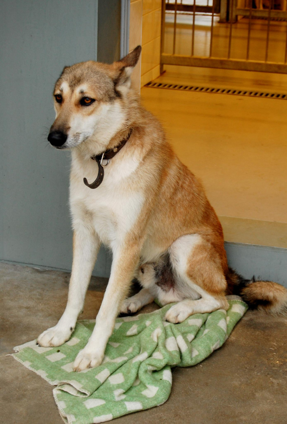 Atklās jaunuzcelto dzīvnieku patversmi „Labās mājas”