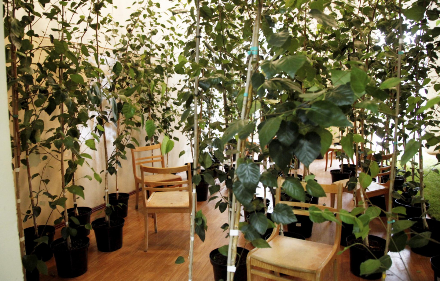 Rīgas psihiatrijas un narkoloģijas centrā atklāta izstāde "Urbānie pilsētstāsti. Sarkandaugava. Dārzs."