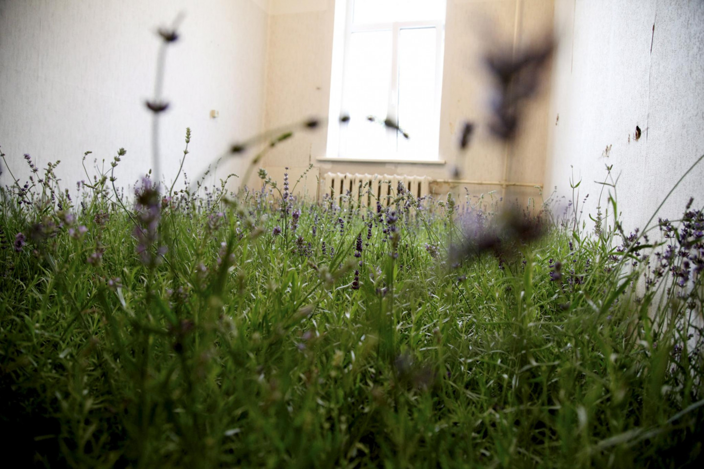 Rīgas psihiatrijas un narkoloģijas centrā atklāta izstāde "Urbānie pilsētstāsti. Sarkandaugava. Dārzs."