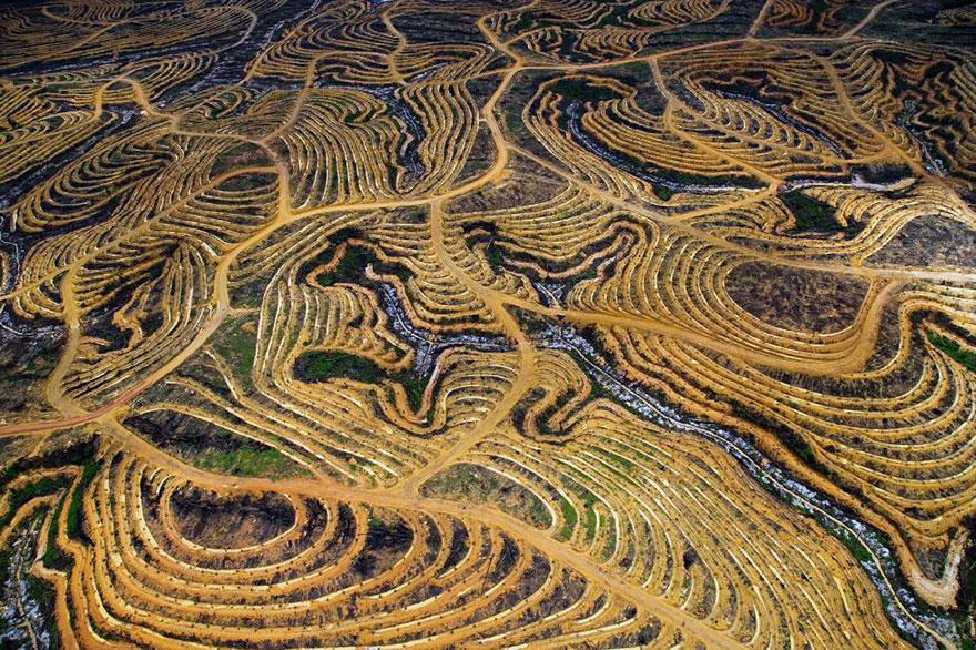 Indonēziešu mežs pārveidots par palmu plantāciju