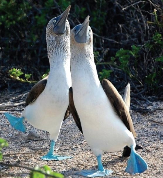 Kaislīga dejošana - realitāte