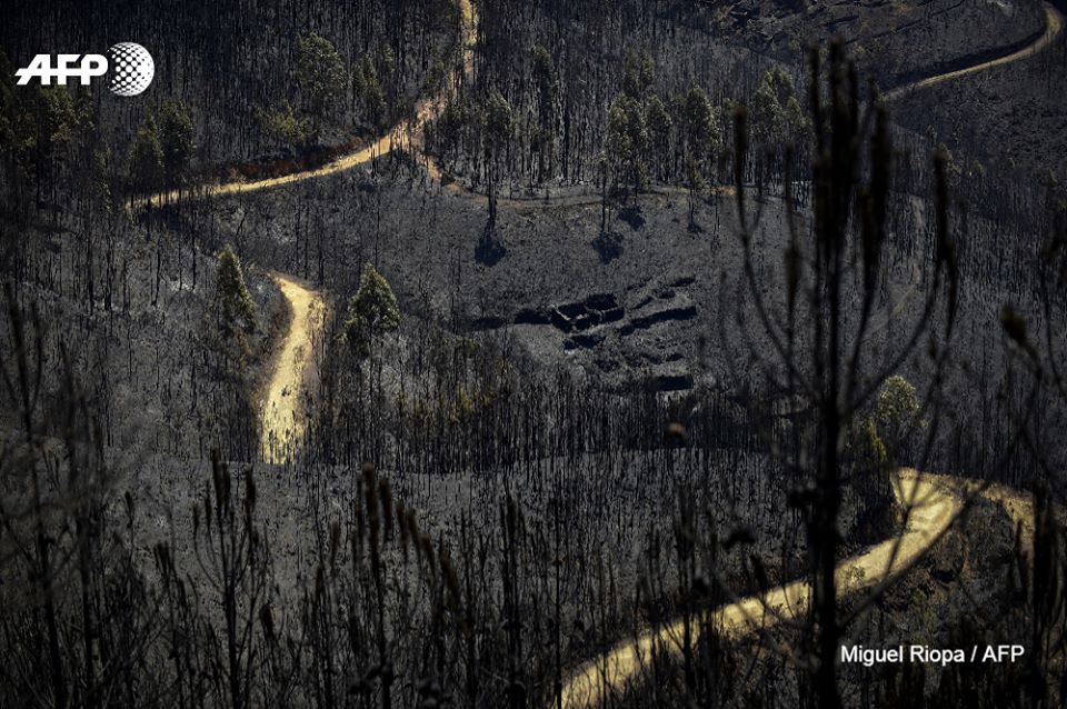 Pēc meža ugunsgrēka Portugālē.