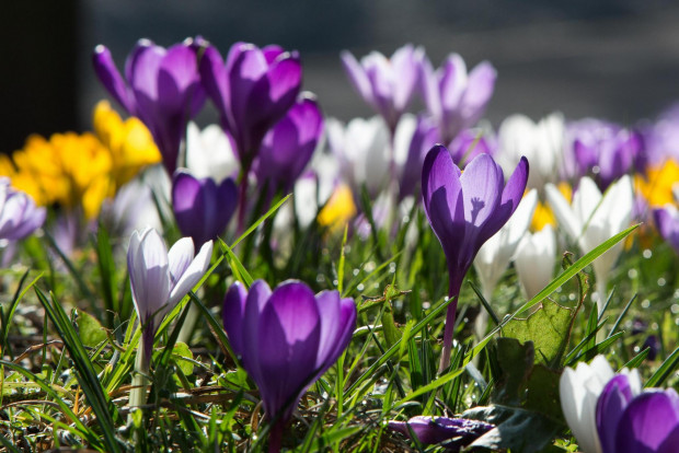Ventspils dobēs iestāda pirmos pavasara ziedus