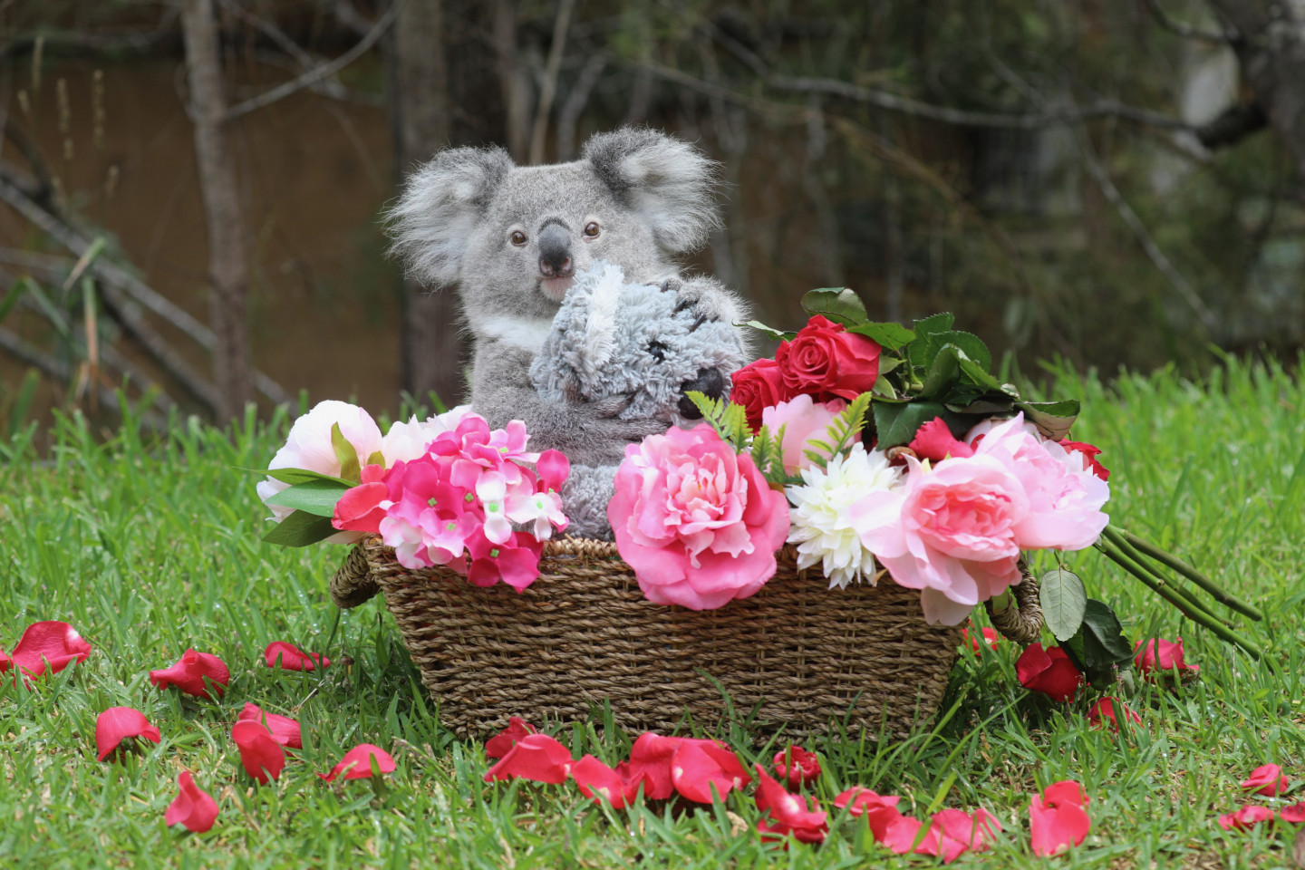 Zooloģiskais dārzs Austrālijā