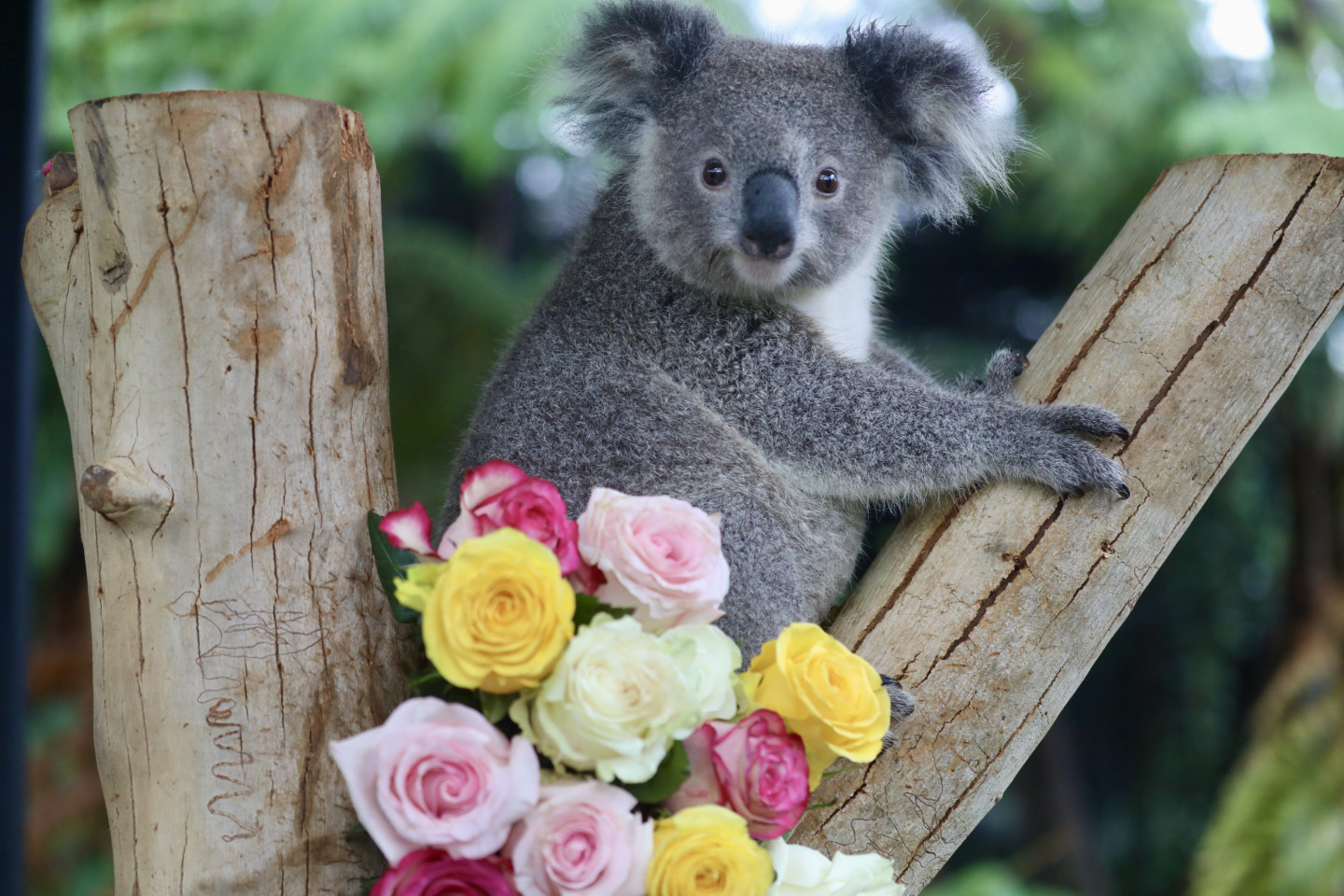 Zooloģiskais dārzs Austrālijā