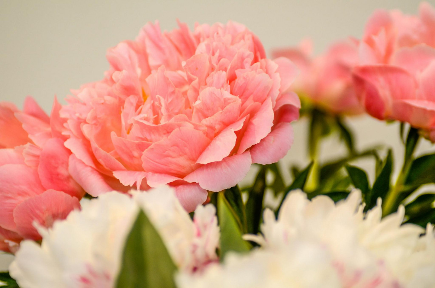 Peoniju izstāde Latvijas Dabas Muzejā 2019. gadā