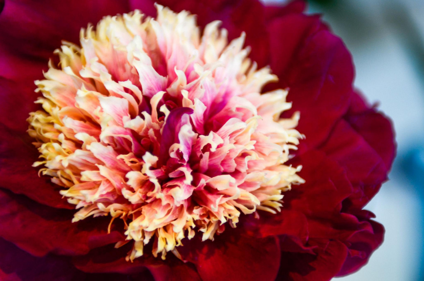 Peoniju izstāde Latvijas Dabas Muzejā 2019.gadā