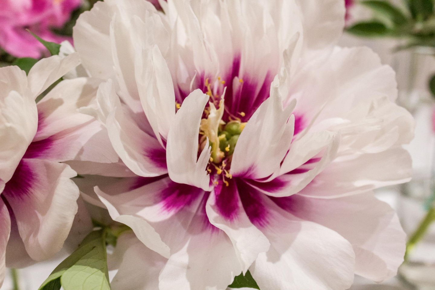 Peoniju izstāde Latvijas Dabas Muzejā 2019.gadā