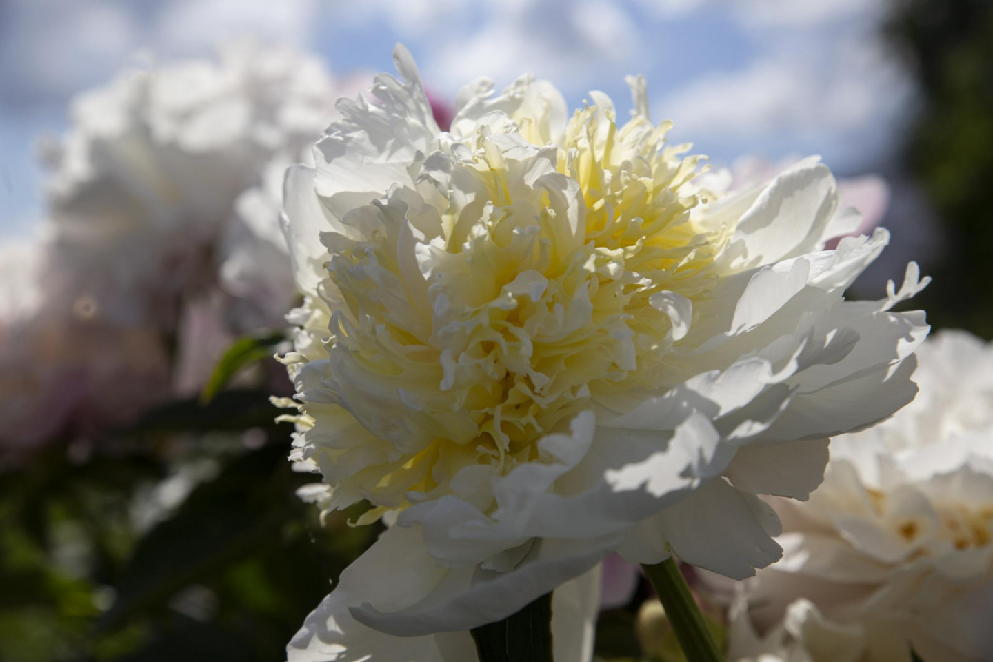 z/s “Spainīši”