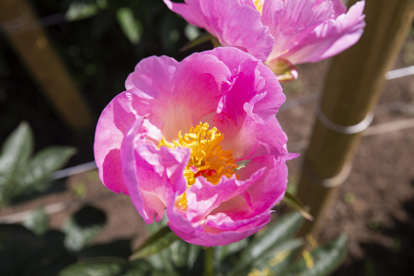 z/s “Spainīši”