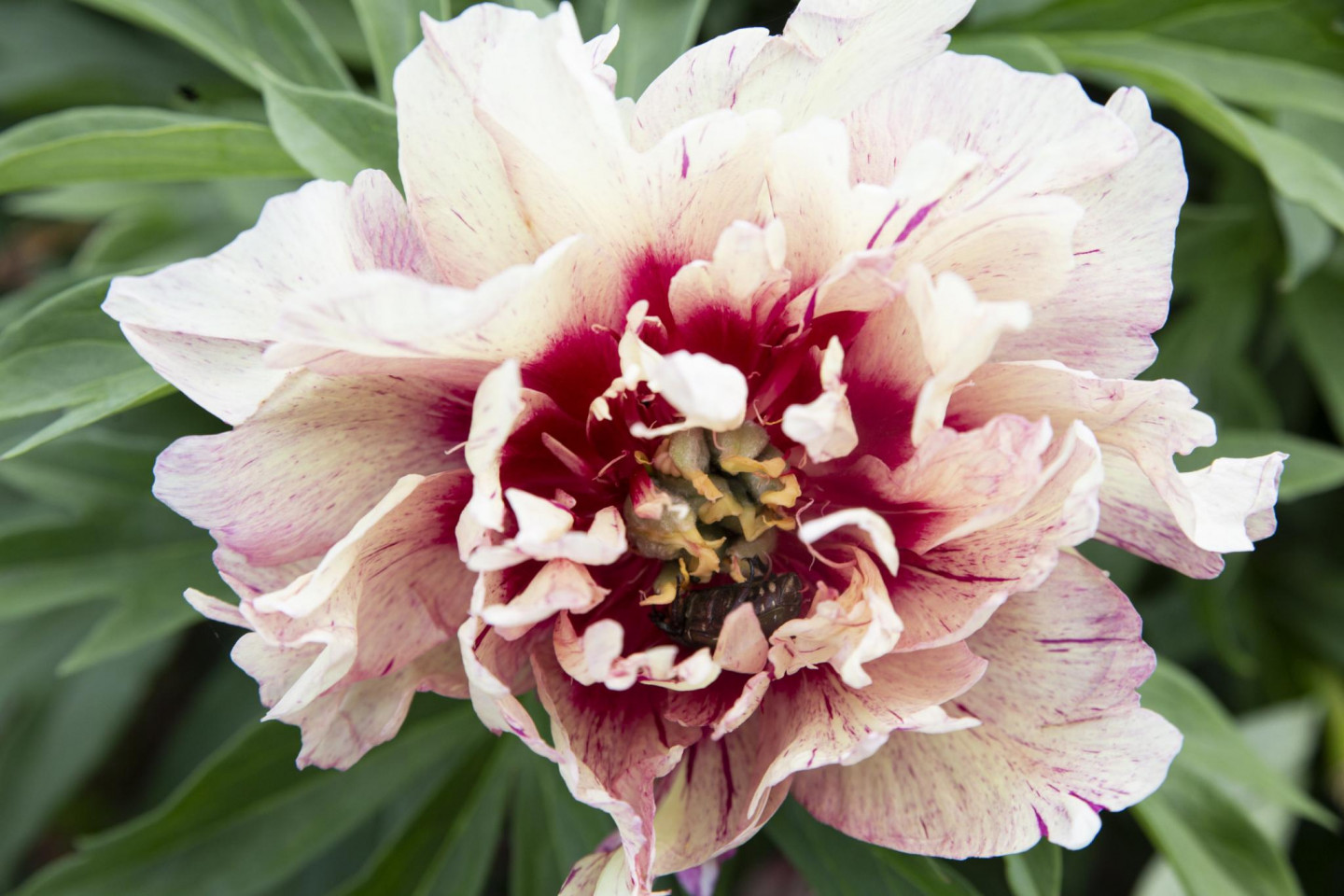 z/s “Spainīši”