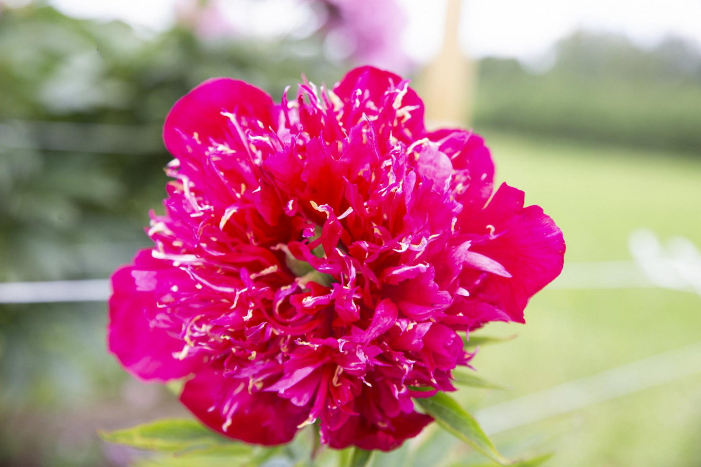 z/s “Spainīši”