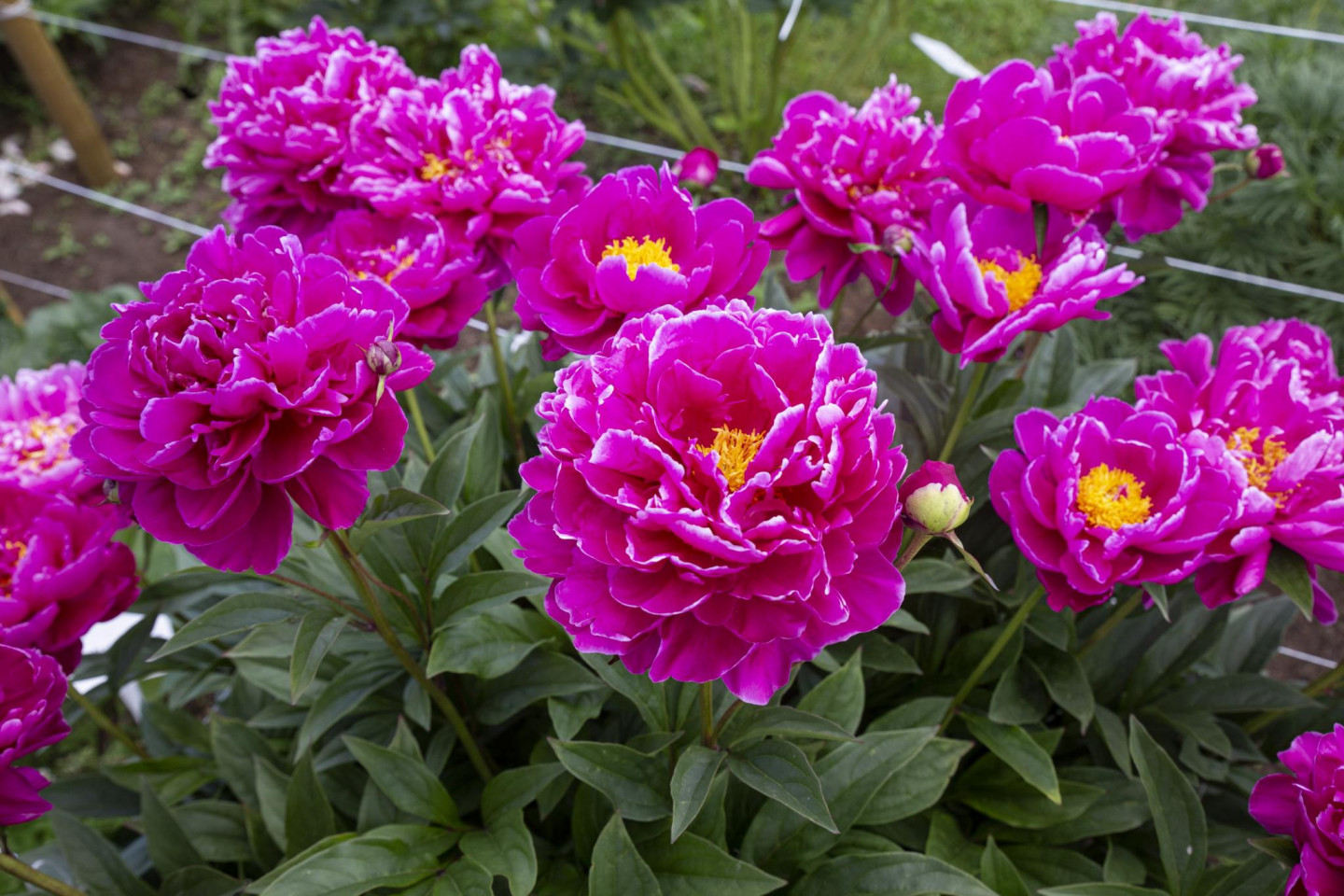 z/s “Spainīši”