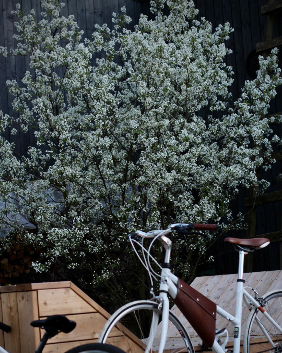 Akcenta augi dārzā - nra.lv