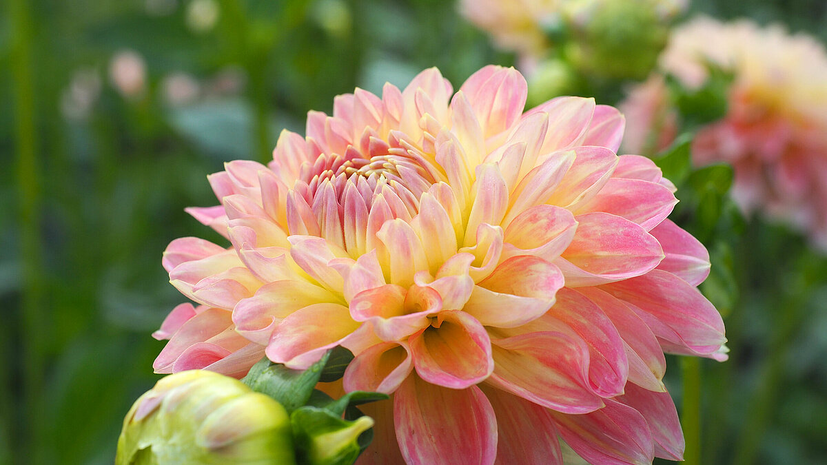 В рижском Ботаническом саду расцвела королева осени - nra.lv