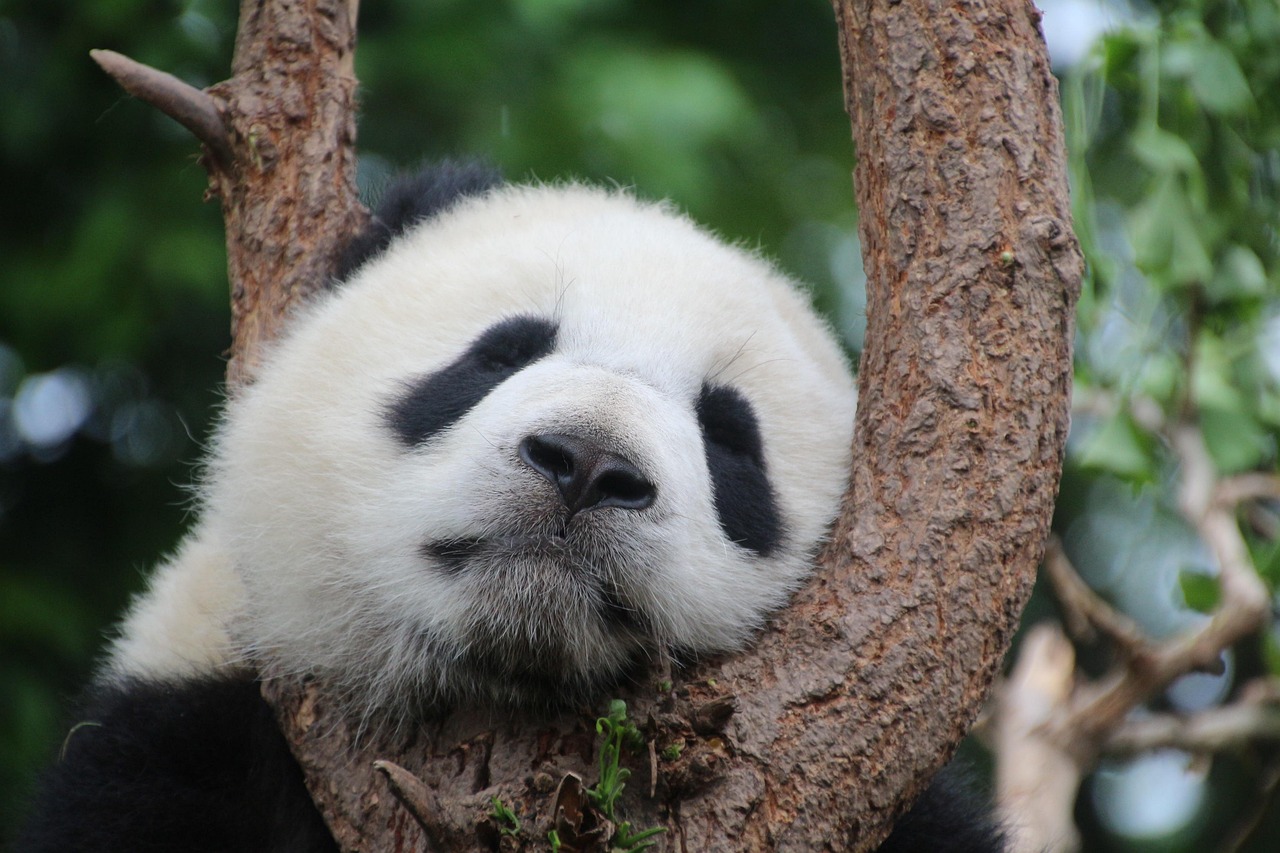 フィンランドの動物園は契約より8年早くパンダ2頭を中国に返還したいと考えている