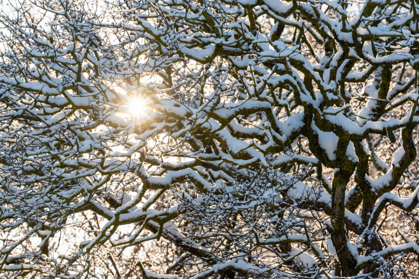Cik balti būs Ziemassvētki? Izskan jaunākā prognoze - nra.lv