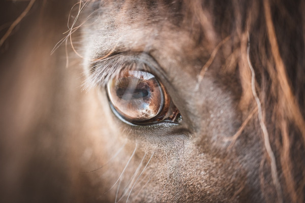 Zirgu stallis "Barratt Equestrian" pārsūdzējis PVD sākto administratīvā pārkāpuma lietu par vardarbīgu izturēšanos pret zirgiem