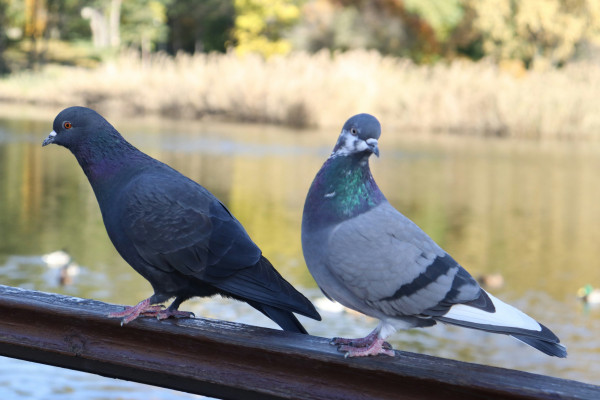 Ceturtdiena būs šīs nedēļas aukstākā diena