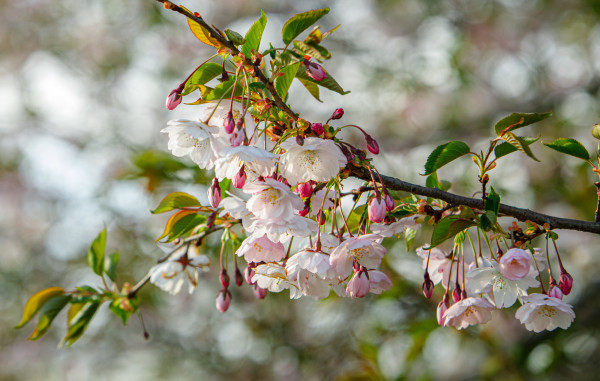 Mirklis līdz neaprakstāmam skaistumam: Uzvaras parkā plaukst sakuras