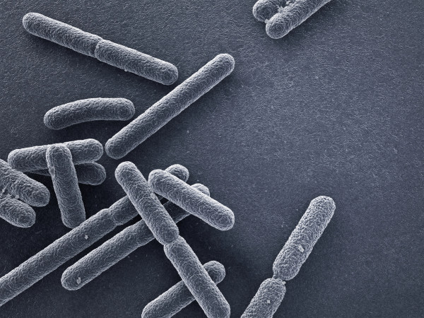 E. coli baktērijas uzliesmojums: Izskan versija, kas pie tā vainojams