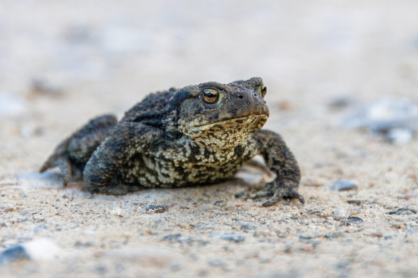 "Forbes": Madagaskarā atrastas elles krupja, kurš medījis dinozaurus, atliekas