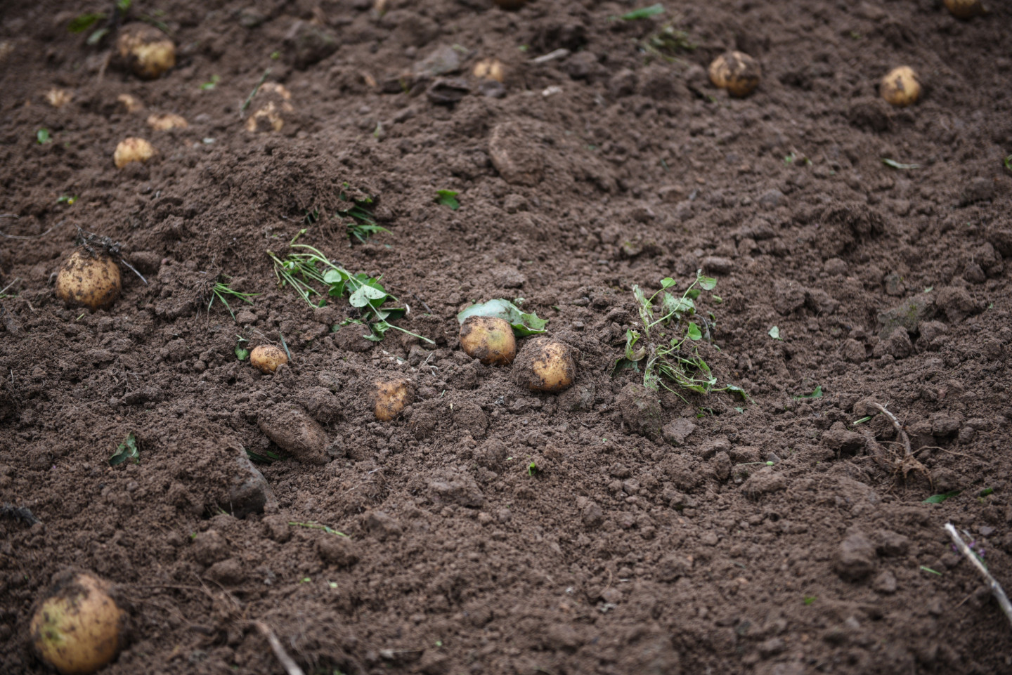 Slikta kartupeļu raža - nra.lv