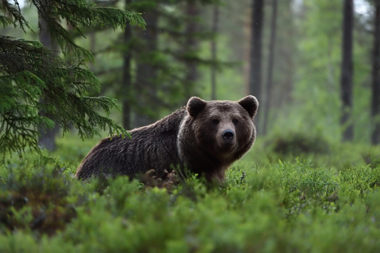 Ogres novadā nelikumīgi nošauts brūnais lācis – kas zināms? - nra.lv