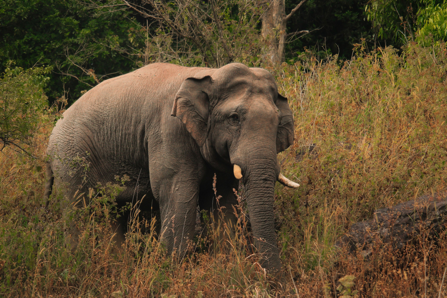 Elephant Attack: Mother Dies in Front of Her Children