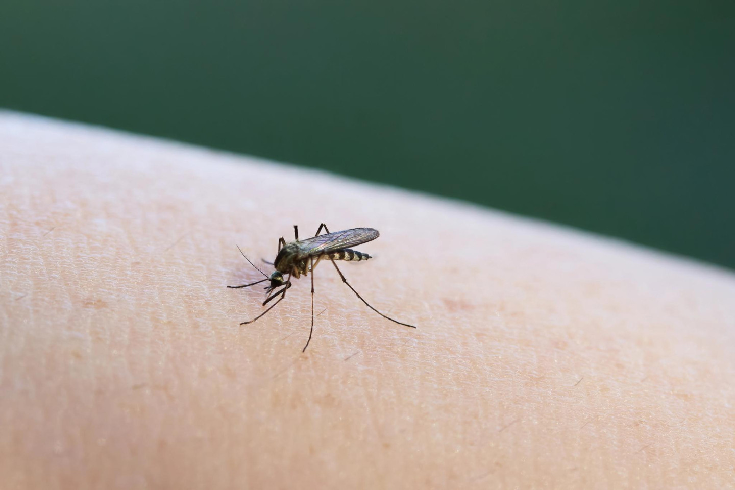 West Nile Virus Spreads Across Europe: 13 Dead and Cases Surge - News Directory 3