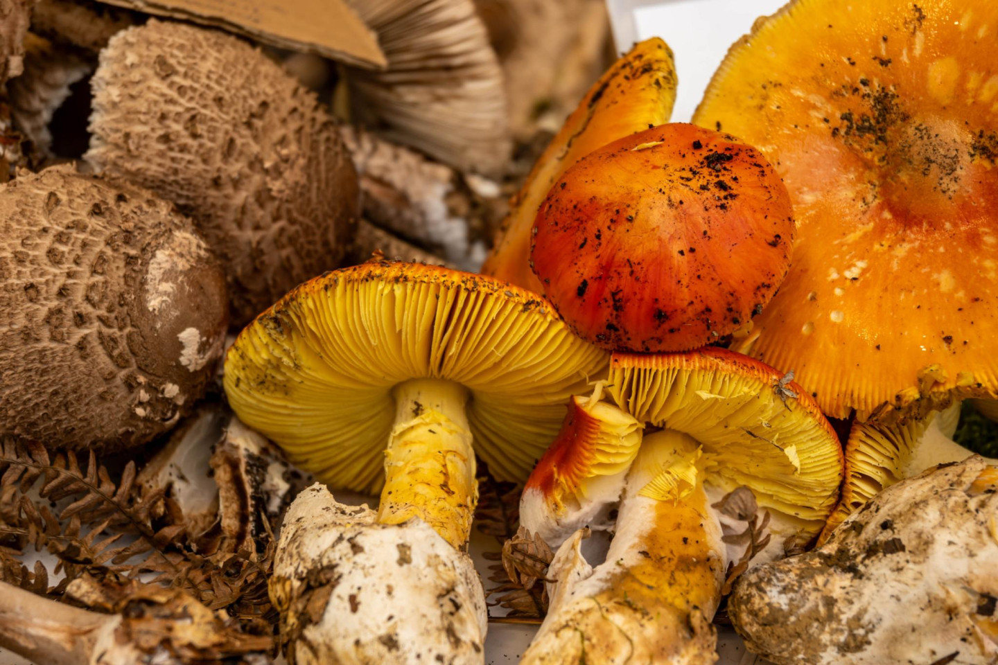 Deformed Porcini Mushrooms in Ukraine Found to Be Toxic